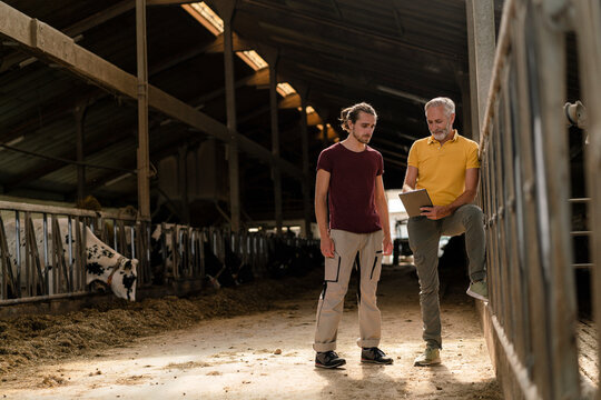 Mature farmer with tablet and adult son at cow house on a farm