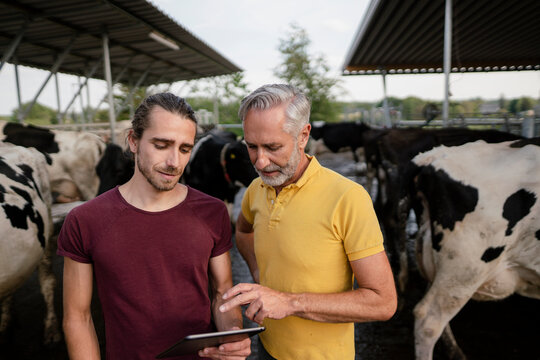 Mature farmer with tablet and adult son at cow house on a farm