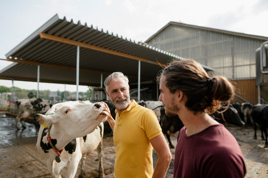 Mature farmer with adult son at cow house on a farm