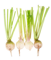 Fresh sugar white beet with stems, isolated on white background