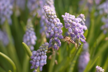 bee and flowers