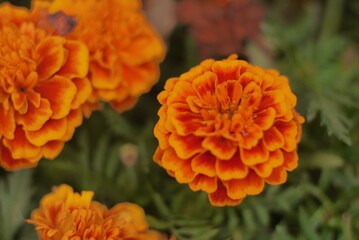 orange flower