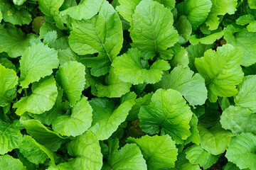 Background of turnip leaves. Graphic resources.