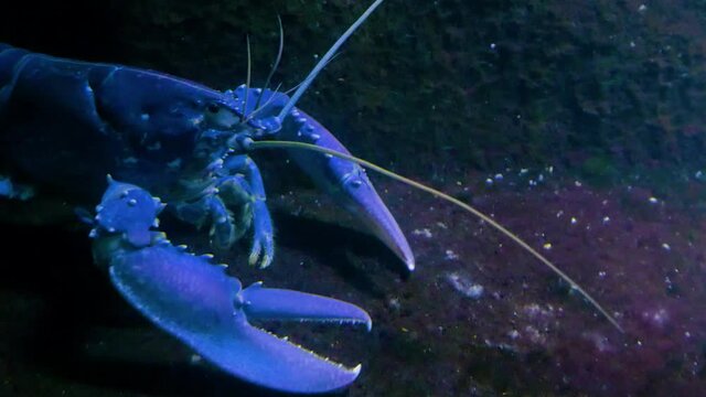 Close up of blue lobster picking up food from the ground.