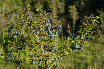 Schlehen / Früchte des Schlehdorn (lat.: Prunus spinosa) in einer Schlehenhecke