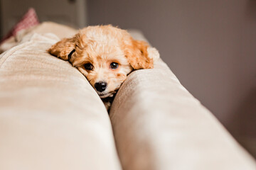 Adorable puppy relaxing on sofa at home