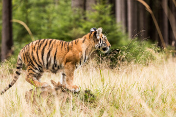 The Siberian tiger (Panthera tigris tigris) also called Amur tiger (Panthera tigris altaica) in the forest, Young female tiger in the forest.