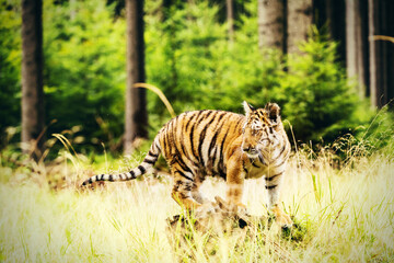 The Siberian tiger (Panthera tigris tigris) also called Amur tiger (Panthera tigris altaica) in the forest, Young female tiger in the forest.