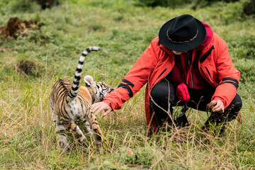 The Siberian tiger (Panthera tigris tigris) also called Amur tiger (Panthera tigris altaica) in the...