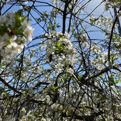 blooming cherry tree