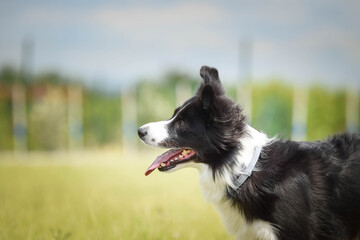 Crazy jung female of border collie is running outside. She is so happy and funny.