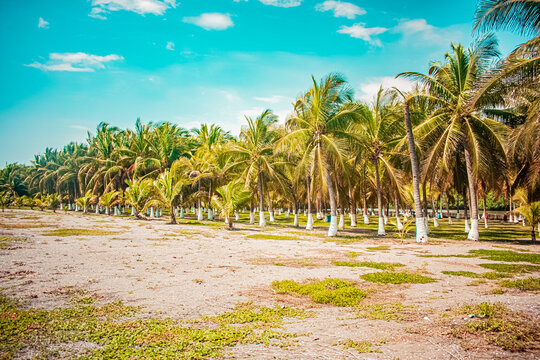 hermoso palaya con palas de coco verdes 