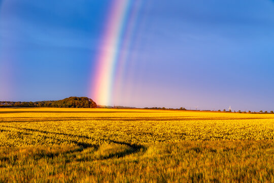 Rainbow arching over yellow countryside field at dusk