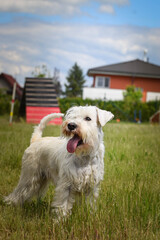 Amazing, crazy white dog is on see-saw. She is so incredible dog on agility.