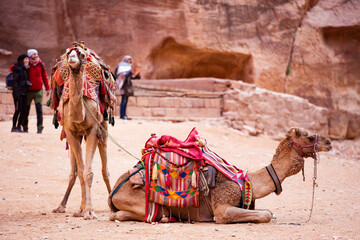 Stunning view of two camels posing in front of the Al Khazneh (The Treasury) in Petra. Al-Khazneh...