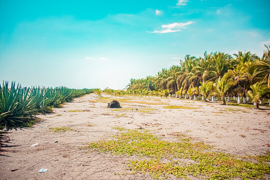 paisaje hermoso de playa con arboles de cocos Champerico 