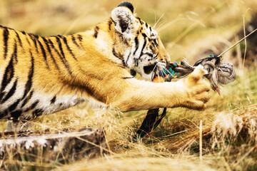 Little Ussuri tiger playing in the wild forest (Panthera tigris tigris) also called Amur tiger...