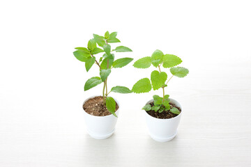 ペパーミントとレモンバーム