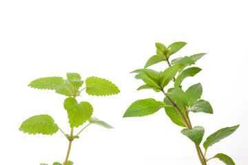 ペパーミントとレモンバーム