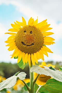 Close-up of sunflower with smiley face in field against sky
