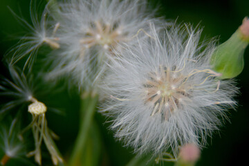 A close up photo of a dandelion.
