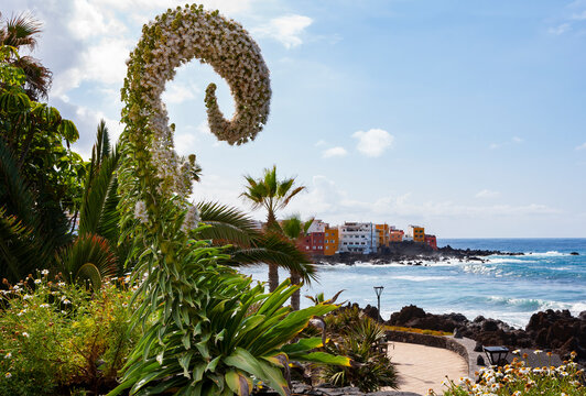 Spain, Canary Islands, Puerto de la Cruz, Flowering bush in front of coastal promenade in&Ocirc;&oslash;&Omega;Punta&Ocirc;&oslash;&Omega;Brava&Ocirc;&oslash;&Omega;neighborhood