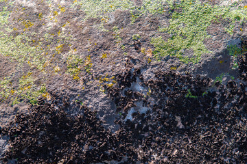 Close - up of the texture of a moss pattern on a wild stone. Natural green-gray background