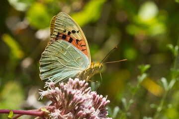 Argynnis pandora, Cardinal, butterfly on the flower with dark background