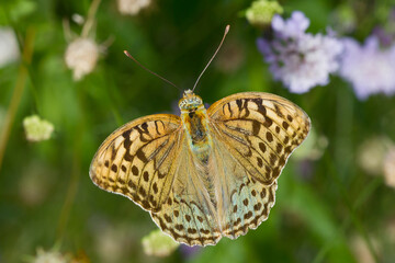  Mariposa de color marrón con las alas abiertas (Argynnis pandora).