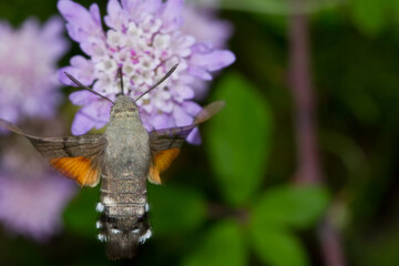 Esfinge colibrí ( Macroglossum stellatarum), en vuelo buscando néctar. © Carlos