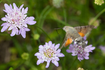 Esfinge colibrí ( Macroglossum stellatarum), en vuelo buscando néctar de las flores.