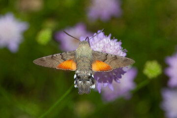 Esfinge colibrí ( Macroglossum stellatarum), en vuelo buscando néctar de las flores. © Carlos