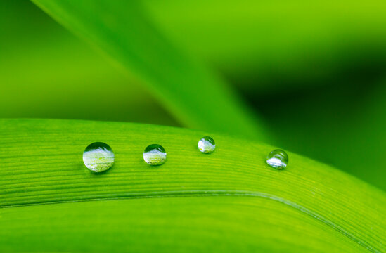 Raindrops on green&Ocirc;&oslash;&Omega;lilium&Ocirc;&oslash;&Omega;leaf