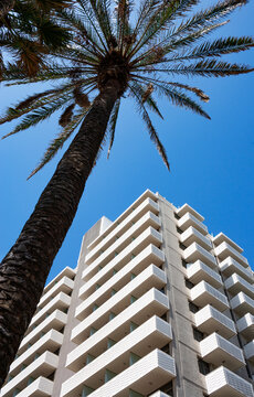 Palm tree in front of high rise hotel