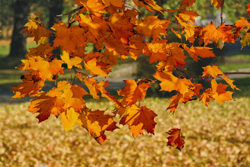 Walk along the autumn prospect in the city .