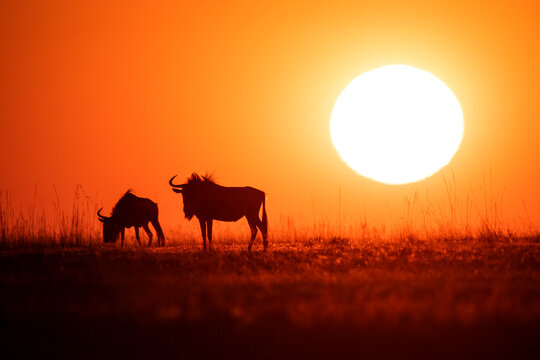 Silhouette of wildebeest grazing on grassy landscape