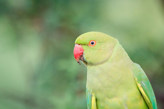 Close up of rose ringed parakeet