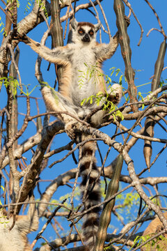 Ring tailed lemur sitting on tree