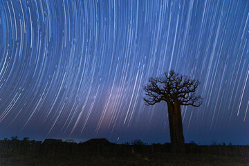 Star trail over baobab tree at night