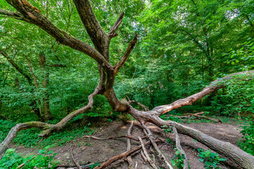 Umgestürzter Baum auf einer Lichtung