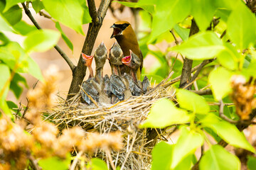 Close up of cedar waxwing along with its chicks chirping in nest