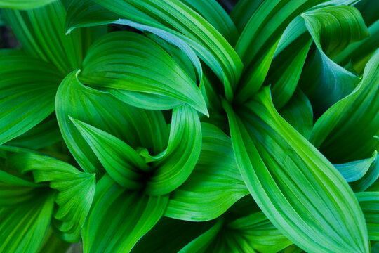 Close up of corn lilies