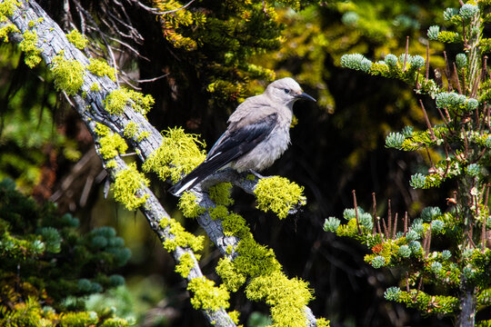Clarks nutcracker perching on branch