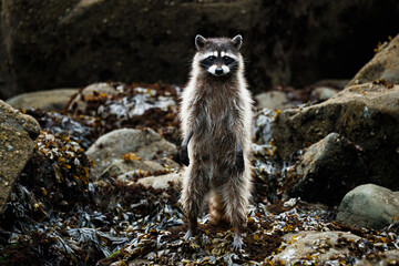 Portrait of raccoon looking for food on beach