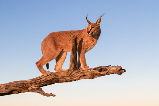 Caracal walking on branch against sky
