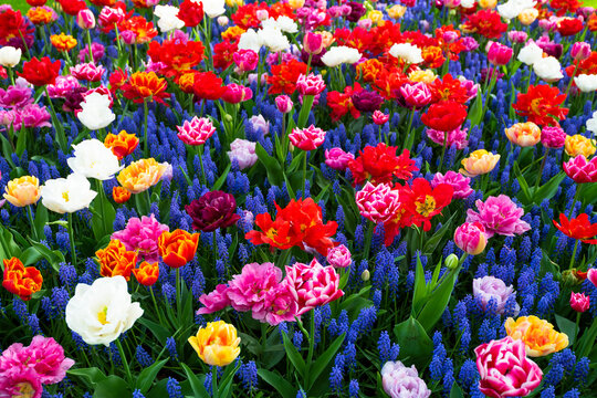 Fototapeta Multicolored flowers in Keukenhof Garden