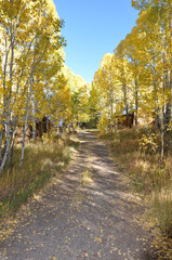 Scenic vertical landscape view of a dirt road in the country, framed by trees with beautiful golden fall colors