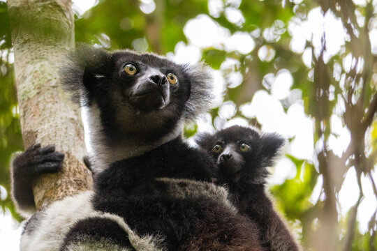 Indri with infant sitting on tree