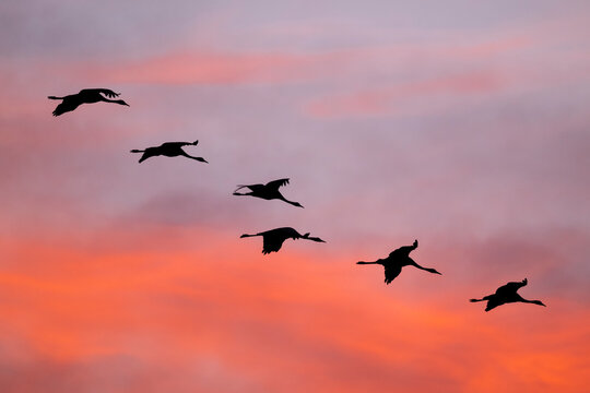 Silhouette of common cranes flying mid air in sky during sunset
