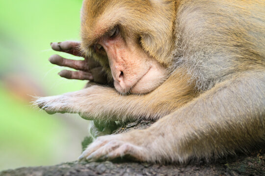 Fototapeta Close up of rhesus macaque resting on tree
